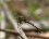 Gomphe à crochets - Onychogomphus uncatus mâle
