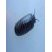 Diplopode (Glomeris annulata)