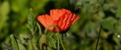 Papaver sp