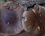 Amanite rougissante 