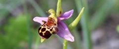 Orchidée abeille - Ophrys apifera