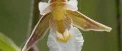 Epipactis sp DSC07886