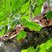Serpent Boa constrictor