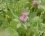 Trèfle des prés - Trifolium pratense