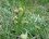 Ophrys bombyx (sous réserve)