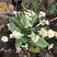 Primevère - Primula vulgaris
