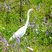 Grande Aigrette