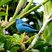 Dacnis bleu