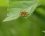 Phaonia sp. ???
