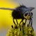 Juriniopsis adusta