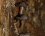 Champignons cavernicoles