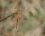 Sympetrum fonscolombii - vue du dessus