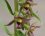 Fleurs d'Epipactis helleborine - sous réserve
