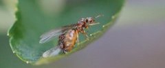 fourmis reine et mâles 2