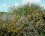 Les plantes du marais littoral (2) : ajonc d'Europe, prunellier et pommier 