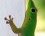 Gecko (Phelsuma sp.)