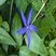 Vinca major var. hirsuta.