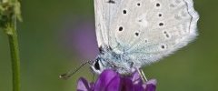 Azuré de l Orobe Polyommatus daphnis 001