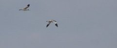 Avocettes élégantes