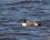 Canard souchet