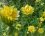 Corete du japon.Kerria japonica pleniflora