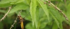 libellula depressa