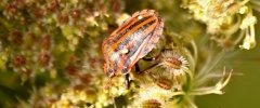 Graphosoma italicum