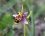 Orchidée abeille - Ophrys apifera