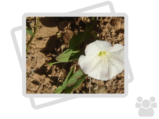 Herbier numérique du lycée AbdelKrimRaiss