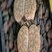 Lithops