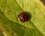 Harmonia axyridis