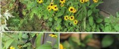 Rudbeckie trilobée