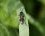Macrophya annulata - sous réserve