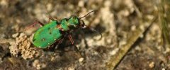 cicindelle champêtre