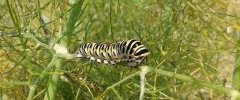 chenilles de machaon