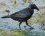 Corneille noire - Corvus corone 