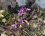 Orchis spitzeli ssp nitidifolia