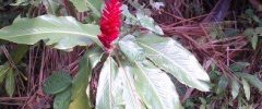 Alpinia