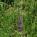 Salicaire (lythrum salicaria)