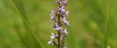 Ophrys moucheron