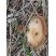 Champignon inconnu ?