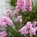 Lilas des Indes (lagerstroemia indica)