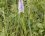 Dactylorhiza maculata - Orchis tacheté - sous réserve