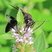 Grand sphex noir (Sphex pensylvanicus) 