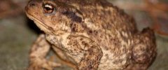 Bufo spinosus