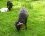 Mouton noir de Ouessant : mâle