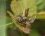 Araneus diadematus Vs Stethophyma grossum