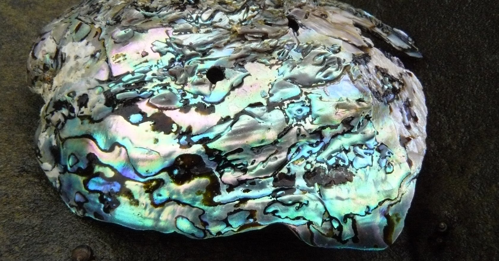 Coquille d'ormeau Les Taxinomes