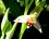 Ophrys (Ophrys apifera)