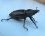 Petite biche, Lucanus cervus, femelle